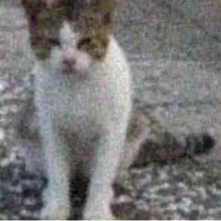 AlTarf@ekmm.footbath.me