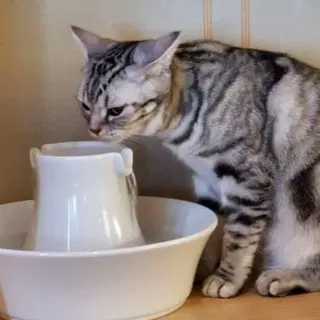 kachikachi_namako@misskey.io